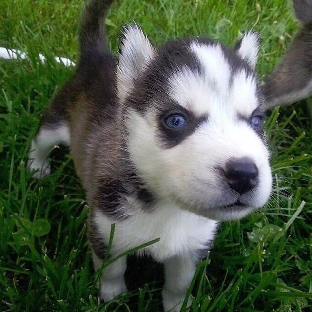Лайки бейби. Щенки хаски и лайки. Хаски щенок. Маламут хаски самоед. Восточносибирская лайка лайки.