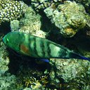  , , 59  -  16  2015    Ż