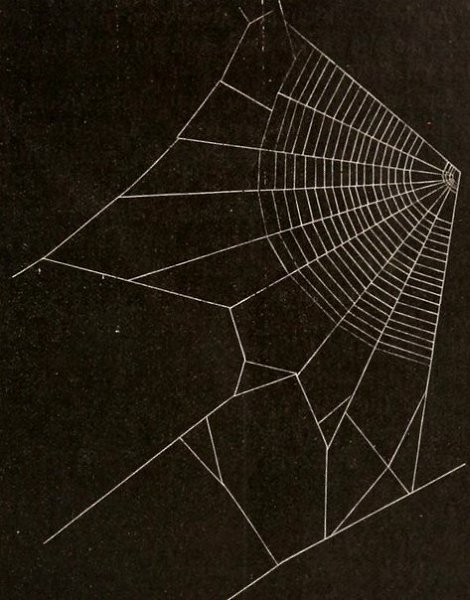 American Spiders and Their Spinningwork by Henry McCook (1889). - 3