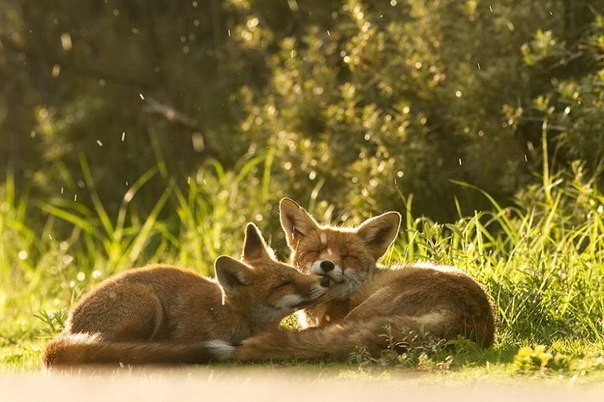       (Roeselien Raimond) - 9