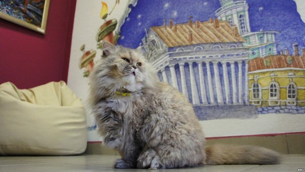 Кошачий Петербург.Рассказываем, где в Петербурге можно встретить пушистых представителей семейства ...