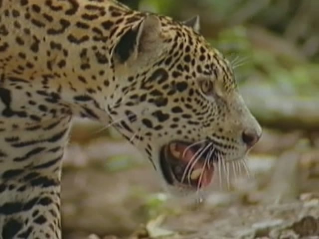 �����: ���������� ���.(Jaguar: Eater of Souls)�������� ���� �������� - ��������� ��������� ��� ... - 2