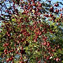 ���� ��������, ������ - ��������� 4 ������� 2015 � ������ ������� - ������� ��������)�