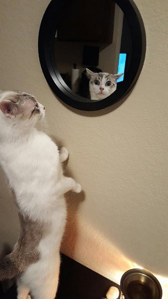 CATS OF ALL - 5  2016  15:07