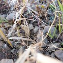  ,  -  24  2015   20.11.2015.