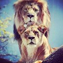 ���� ����, �����, 43 ���� - ��������� 25 �������� 2015
