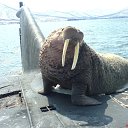 ���� ������, ������������, 51 ��� - ��������� 27 ������� 2015 � ������ ���� ����������