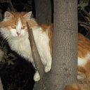 ���� ����������, ��������, 57 ��� - ��������� 17 ������ 2015 � ������ ���� ����������