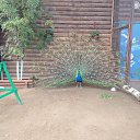 ���� ������, ������, 52 ���� - ��������� 12 ������� 2016 � ������ ���� ����������