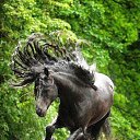 ���� Aleks, ����� ������� - ��������� 12 ������� 2015 � ������ �HORSES�