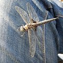 ���� �����, ������������, 55 ��� - ��������� 24 ������� 2015 � ������ �������� ������