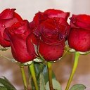 ���� ���, ������� - ��������� 13 ������ 2016 � ������ �����������