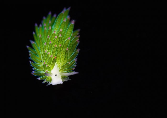  Costasiella kuroshimae  