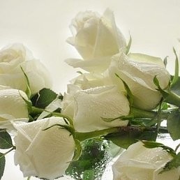 ���� �������, ����������� - ��������� 9 ������� 2016