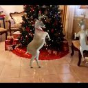 ���� ��������, �����-���������, 66 ��� - ��������� 12 ������� 2016 � ������ ������ ��������