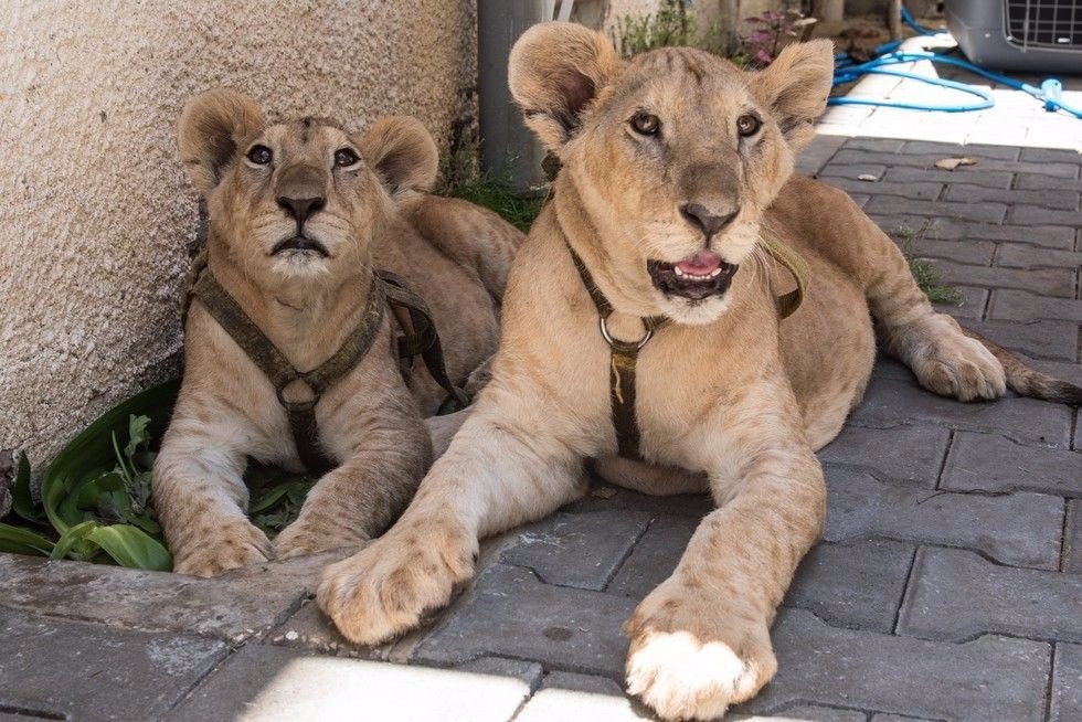      .   (Max and Mona)    ,   ... - 2