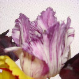 ����, �������, 57 ���