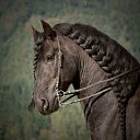 ���� Aleks, ����� ������� - ��������� 12 ������� 2015 � ������ �HORSES�