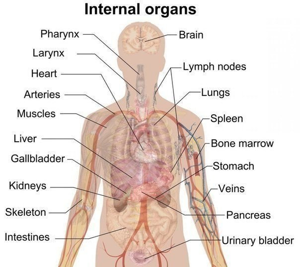 Internal organs -  . nasopharynx - . tonsil -   ...