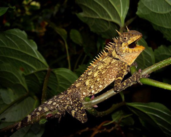   (Acanthosaura armata)