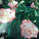 ���� �����, ����� - ��������� 12 ������� 2015 � ������ ���� ����������