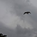  , , 60  -  25  2015   24.10.15.  ,.