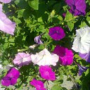 ���� Nataliya, �������� - ��������� 8 ������ 2015 � ������ ���� ����������
