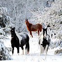 ���� ����, �������, 62 ���� - ��������� 6 ������� 2015 � ������ ������ ��������