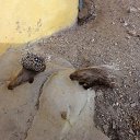 ���� ����, �����-���������, 44 ���� - ��������� 26 ������ 2015 � ������ �������, ����� 2015�