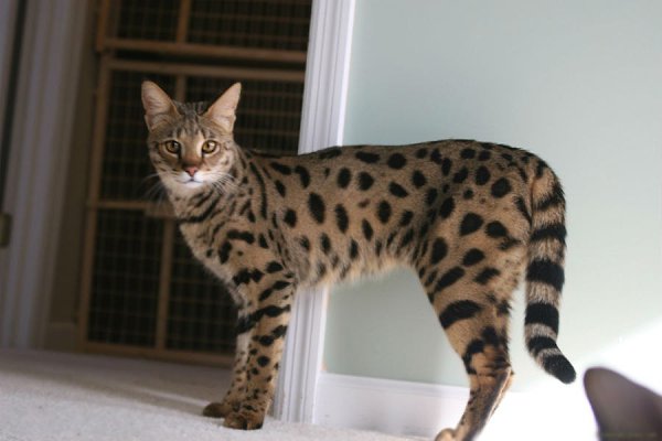 CATS OF ALL - 22 ������ 2015 � 12:50