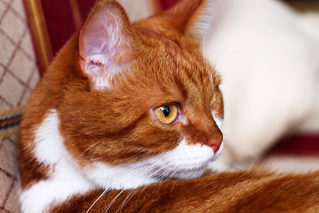 CATS OF ALL - 16 ������ 2016 � 00:11