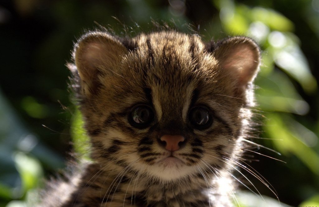 -.#animal@travel.blog