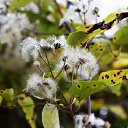 ���� �����, ����������� - ��������� 27 �������� 2015 � ������ ���� ����������