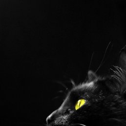 ���� �������, �����������, 46 ��� - ��������� 8 ������� 2015