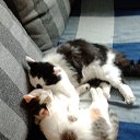 ���� ���������, ��������, 80 ��� - ��������� 12 ������� 2015 � ������ ������ ��������