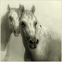 ���� Aleks, ����� ������� - ��������� 12 ������� 2015 � ������ �HORSES�