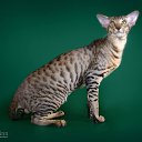 ���� Tatjana, ������, 64 ���� - ��������� 30 ������ 2015 � ������ �Orientalai <3�