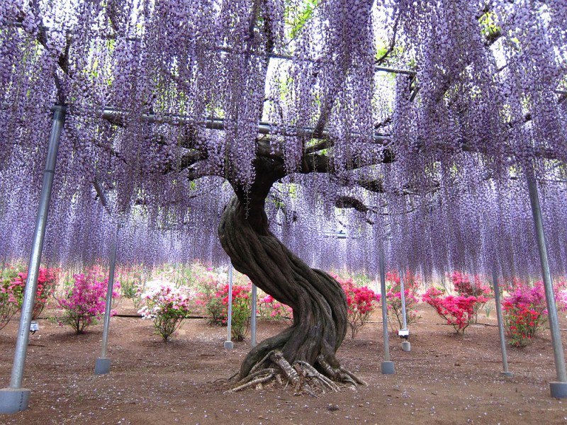     (Kawachi Fuji Garden),     ... - 2