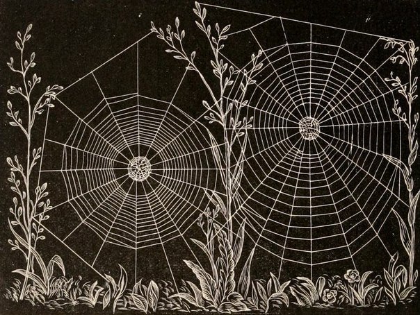 American Spiders and Their Spinningwork by Henry McCook (1889). - 2