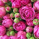 ���� ���������, ������ - ��������� 16 ������� 2016 � ������ ������ ��������