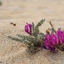 ���� ����, �������, 61 ��� - ��������� 1 ������� 2015 � ������ ������ ��������