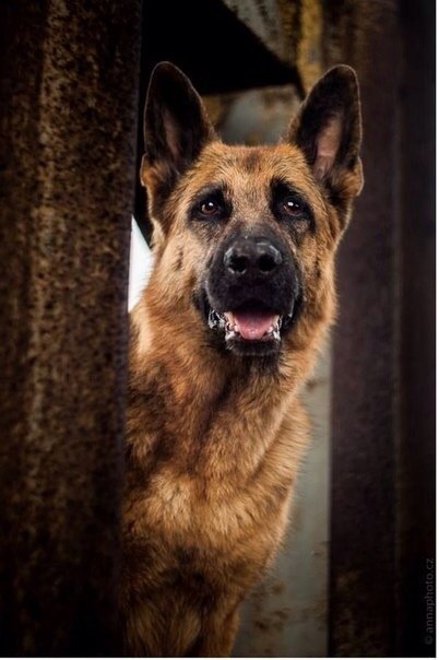 ������ ������ - 20 ������ 2015 � 11:01