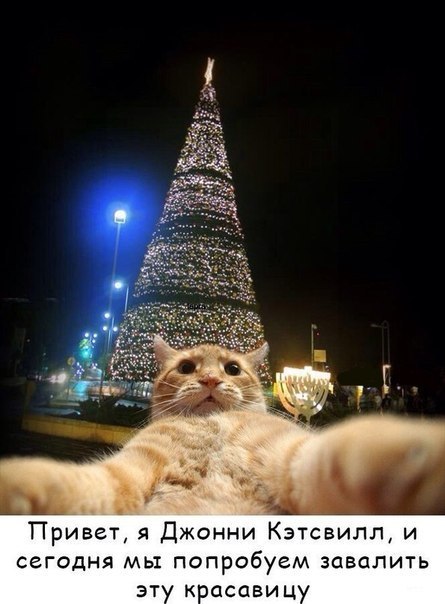 CATS OF ALL - 24 ������� 2015 � 23:38