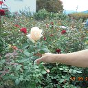 ���� Tomusya, ������ �����, 70 ��� - ��������� 25 �������� 2015 � ������ ���� ������� ����������