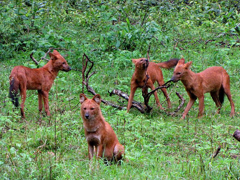  ,   ,   ,   (. Cuon alpinus)   ... - 4