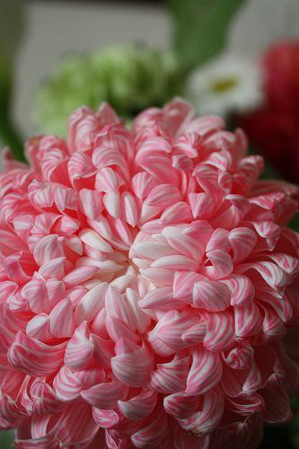 Живая природа - 10 декабря 2015 в 11:31 - 3