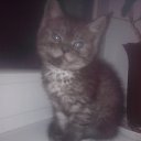 ���� �����, �����, 54 ���� - ��������� 26 ������� 2016 � ������ ���� ��������