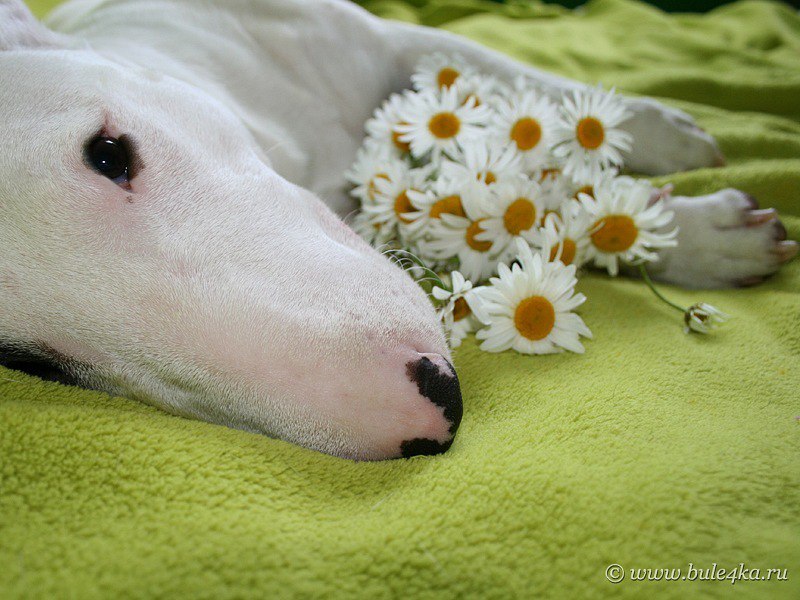 Доброе утро, булелюбы!!!