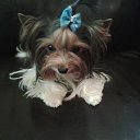 ���� *�������*, ������ �������� - ��������� 13 ������� 2016 � ������ ���� ����������