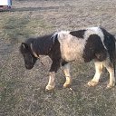 ���� Ivan, ������, 59 ��� - ��������� 17 ������� 2016 � ������ ������ ��������